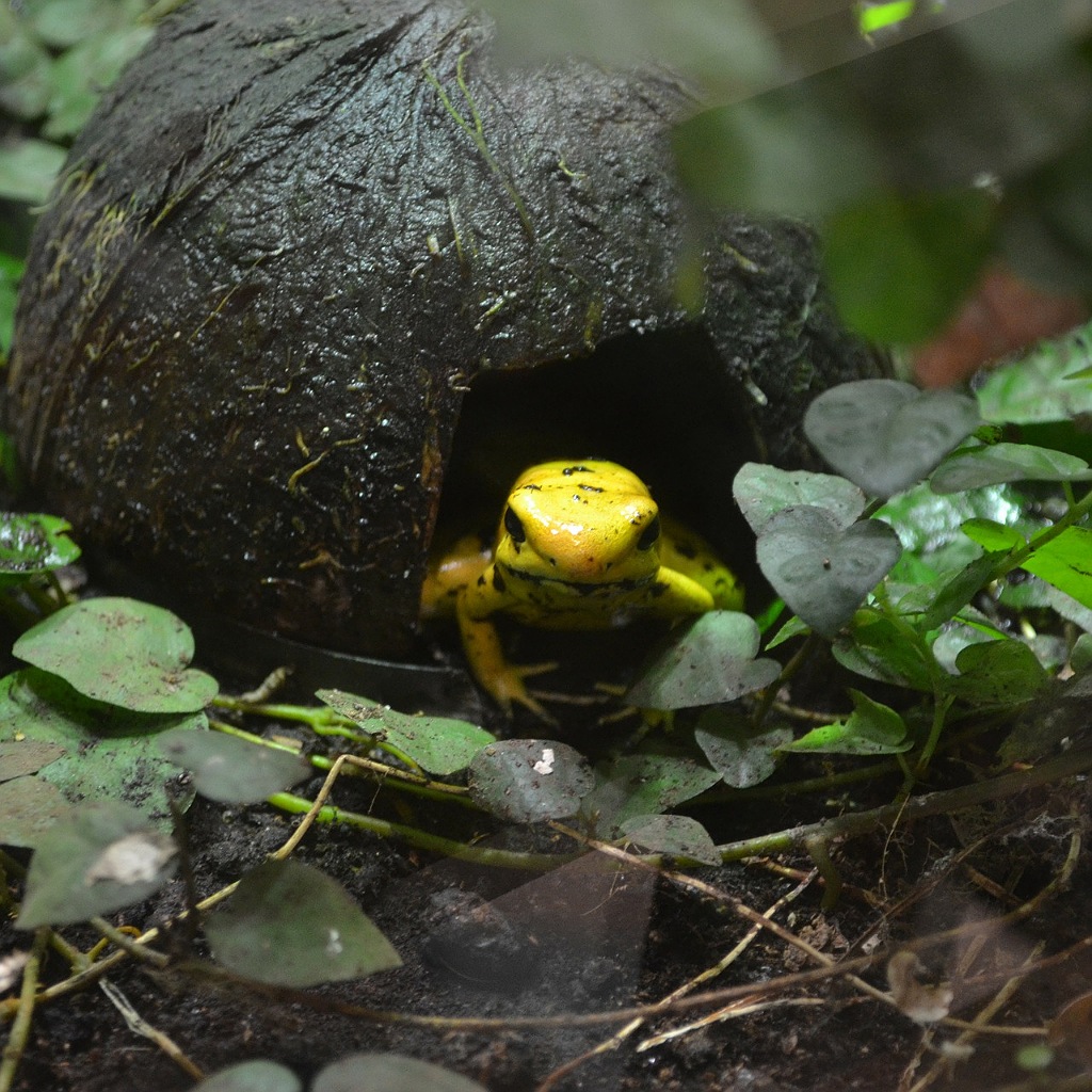 La rana dorata