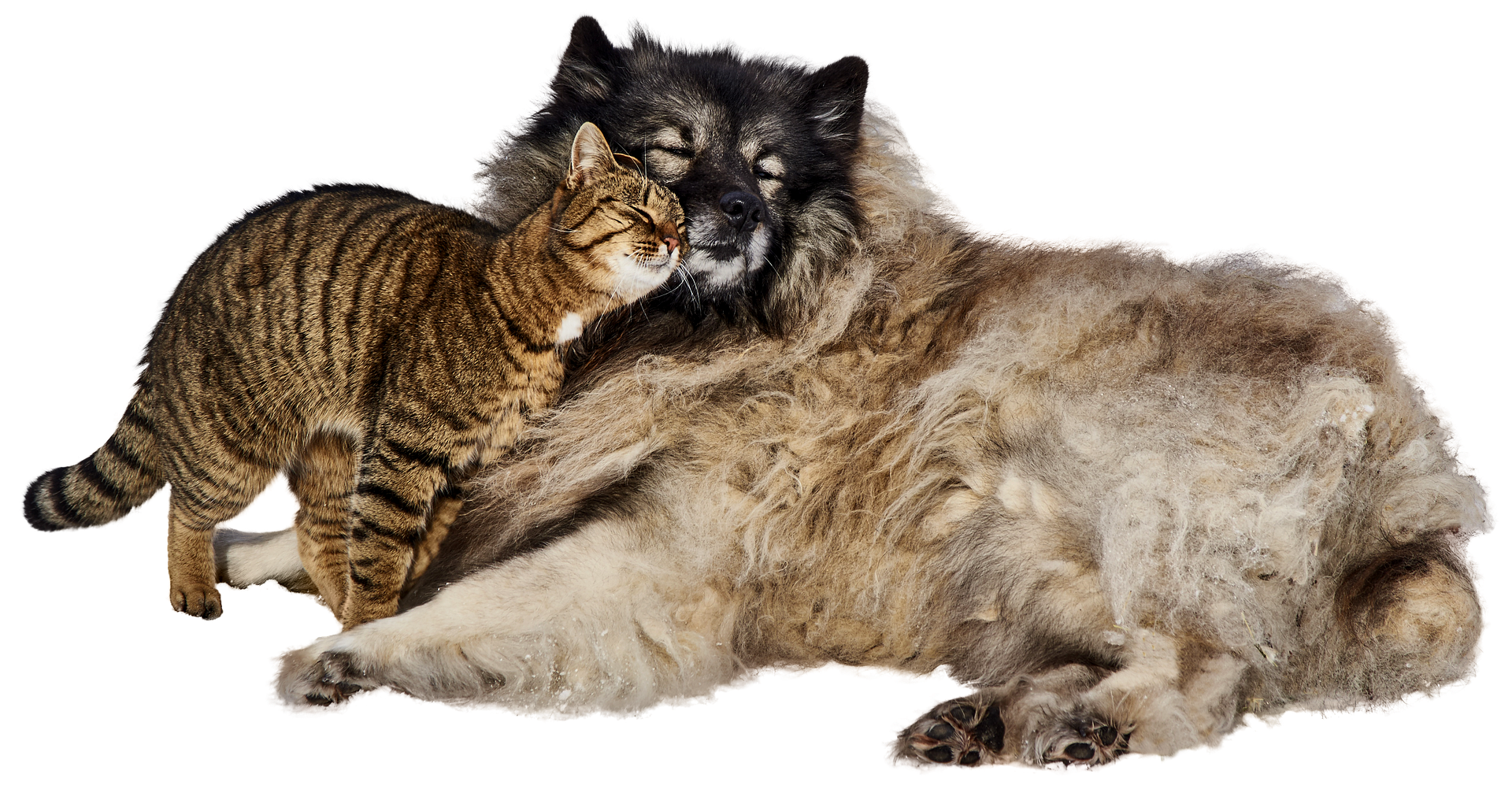 Come proteggere cani e gatti dalle pulci